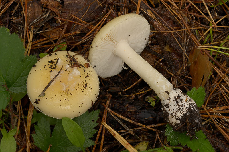 Amanita gemmata
